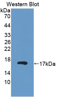 Polyclonal Antibody to Galectin 2 (GAL2)