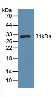 PAA303Mu01.jpg