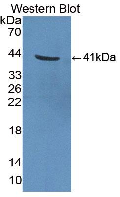 PAA304Bo01.jpg