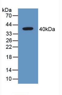 Polyclonal Antibody to Galectin 4 (GAL4)