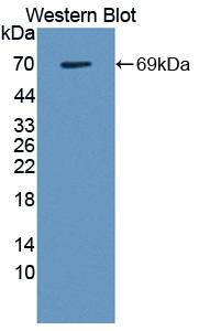 Polyclonal Antibody to Galectin 9 (GAL9)