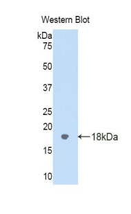 PAA309Mu01.jpg