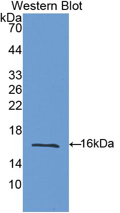 PAA309Ra02.jpg