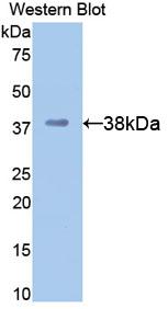 PAA310Mu01.jpg