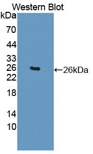 Polyclonal Antibody to Galectin 12 (GAL12)