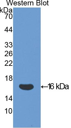 PAA321Mu71.jpg