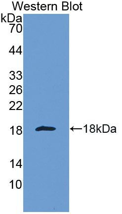 Polyclonal Antibody to Galectin 1 (GAL1)