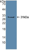 Polyclonal Antibody to Sp100 Nuclear Antigen (Sp100)