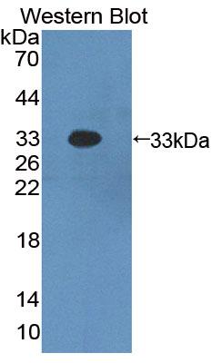 Polyclonal Antibody to Sp100 Nuclear Antigen (Sp100)