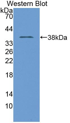 Polyclonal Antibody to Transition Protein 1 (TNP1)