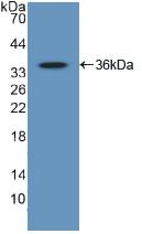 Polyclonal Antibody to GATA Binding Protein 2 (GATA2)