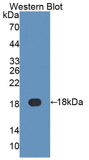 PAA344Po01.jpg