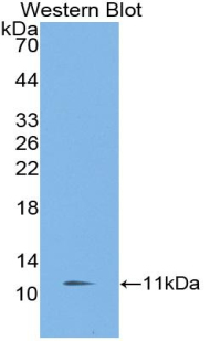 Biotin-Linked Polyclonal Antibody to Platelet/Endothelial Cell Adhesion Molecule (PECAM1)