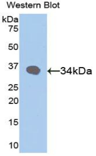 Polyclonal Antibody to Retinol Binding Protein 3, Interstitial (RBP3)