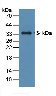 PAA367Mu01.jpg