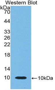 Polyclonal Antibody to Chemokine (C-X-C motif) ligand 7 ( CXCL7)