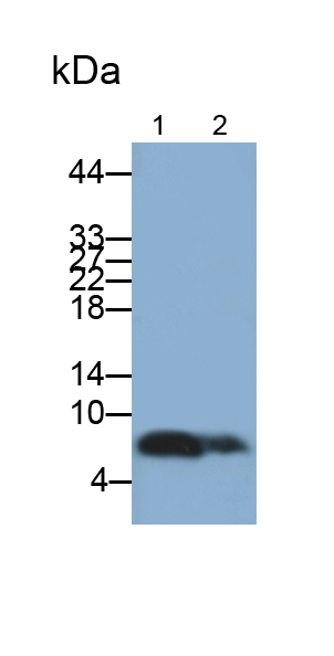 Polyclonal Antibody to Interferon Gamma Induced Protein 10kDa (IP10)