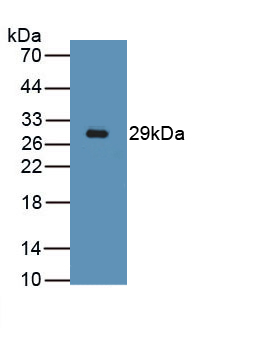 PAA373Mu01.jpg