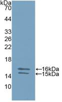 Polyclonal Antibody to Interleukin 23  Subunit Alpha (IL23a)