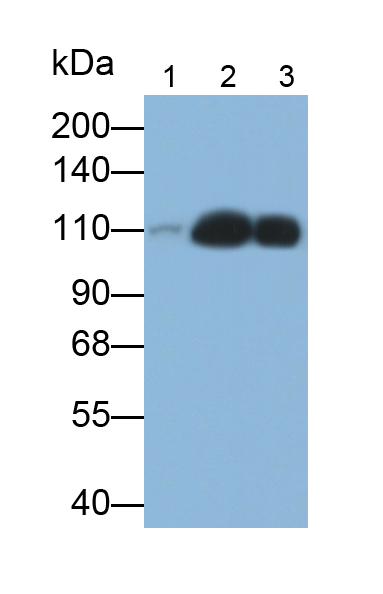 Polyclonal Antibody to Complement Component 3a (C3a)