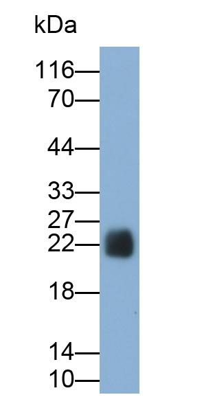 Polyclonal Antibody to Complement Component 3a (C3a)