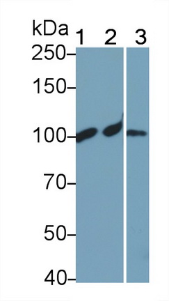 Polyclonal Antibody to Complement Component 4a (C4a)