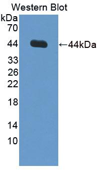 Polyclonal Antibody to Inhibin Alpha (INHa)