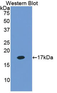 Biotin-Linked Polyclonal Antibody to Inhibin Alpha (INHa)