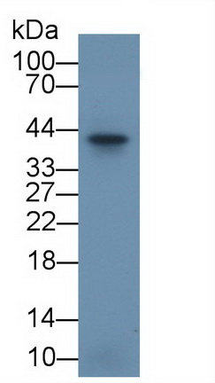 Polyclonal Antibody to Inhibin Alpha (INHa)