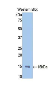 Polyclonal Antibody to Matrix Metalloproteinase 12 (MMP12)