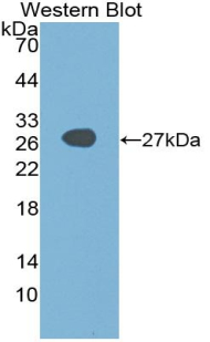 Polyclonal Antibody to Sex Determining Region Y Box Protein 2 (SOX2)