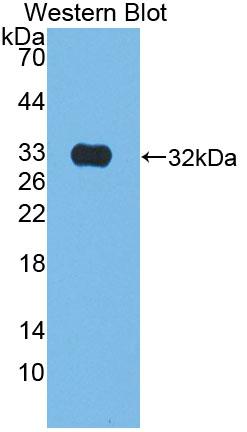 PAA408Hu01.jpg