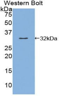 Polyclonal Antibody to Kallikrein 9 (KLK9)