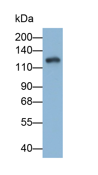 Polyclonal Antibody to Cadherin, Retinal (RCAD)