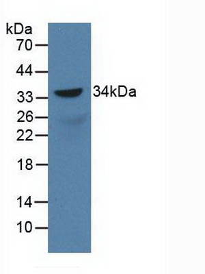 PAA414Ra01.jpg