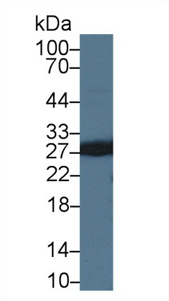 Polyclonal Antibody to Myelin Oligodendrocyte Glycoprotein (MOG)