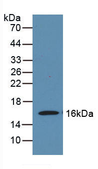 Polyclonal Antibody to Myelin Oligodendrocyte Glycoprotein (MOG)