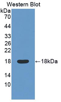 Polyclonal Antibody to Myelin Oligodendrocyte Glycoprotein (MOG)