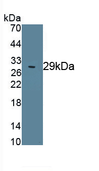 Polyclonal Antibody to Octamer Binding Transcription Factor 4 (OCT4)