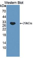 Polyclonal Antibody to Octamer Binding Transcription Factor 4 (OCT4)