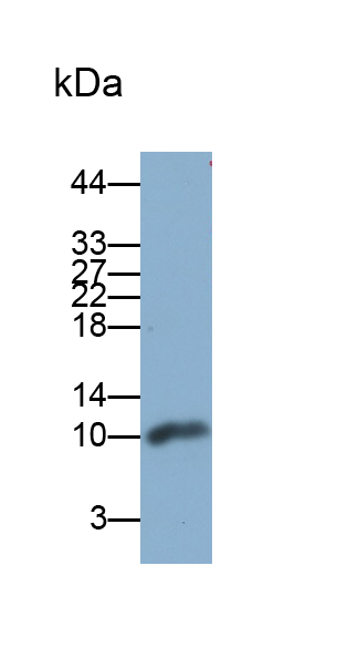 Polyclonal Antibody to Synaptophysin (SYP)