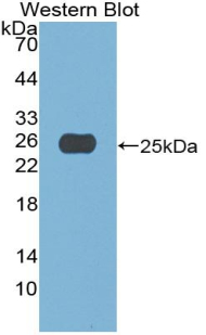 PAA426Hu01.jpg