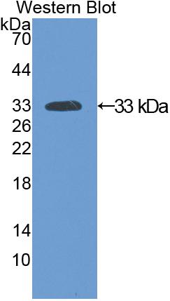 Polyclonal Antibody to Sirtuin 2 (SIRT2)