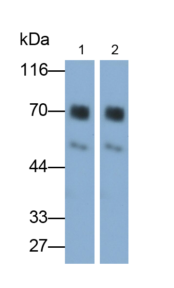 Polyclonal Antibody to Heat Shock Transcription Factor 1 (HSF1)