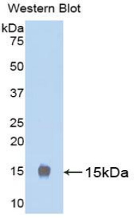 Polyclonal Antibody to Luteinizing Hormone (LH)