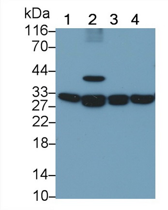 Polyclonal Antibody to Prohibitin (PHB)