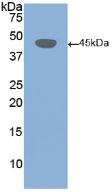 PAA444Hu01.jpg