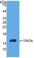 Polyclonal Antibody to Inhibin Beta C (INHbC)