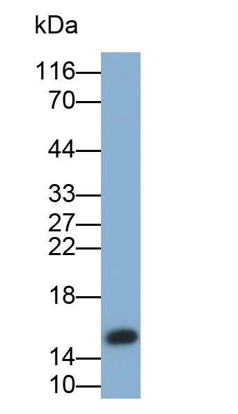 Polyclonal Antibody to Insulin (INS)