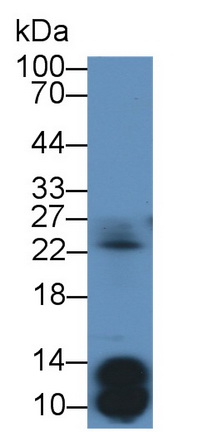 Polyclonal Antibody to Insulin (INS)